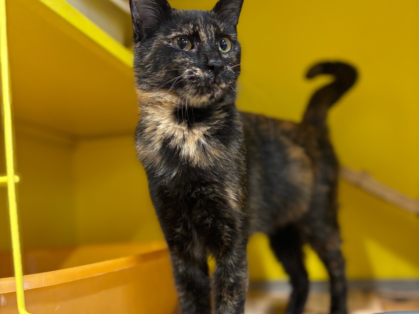 Adotta un gatto, taglia non valida, femmina, Brescia