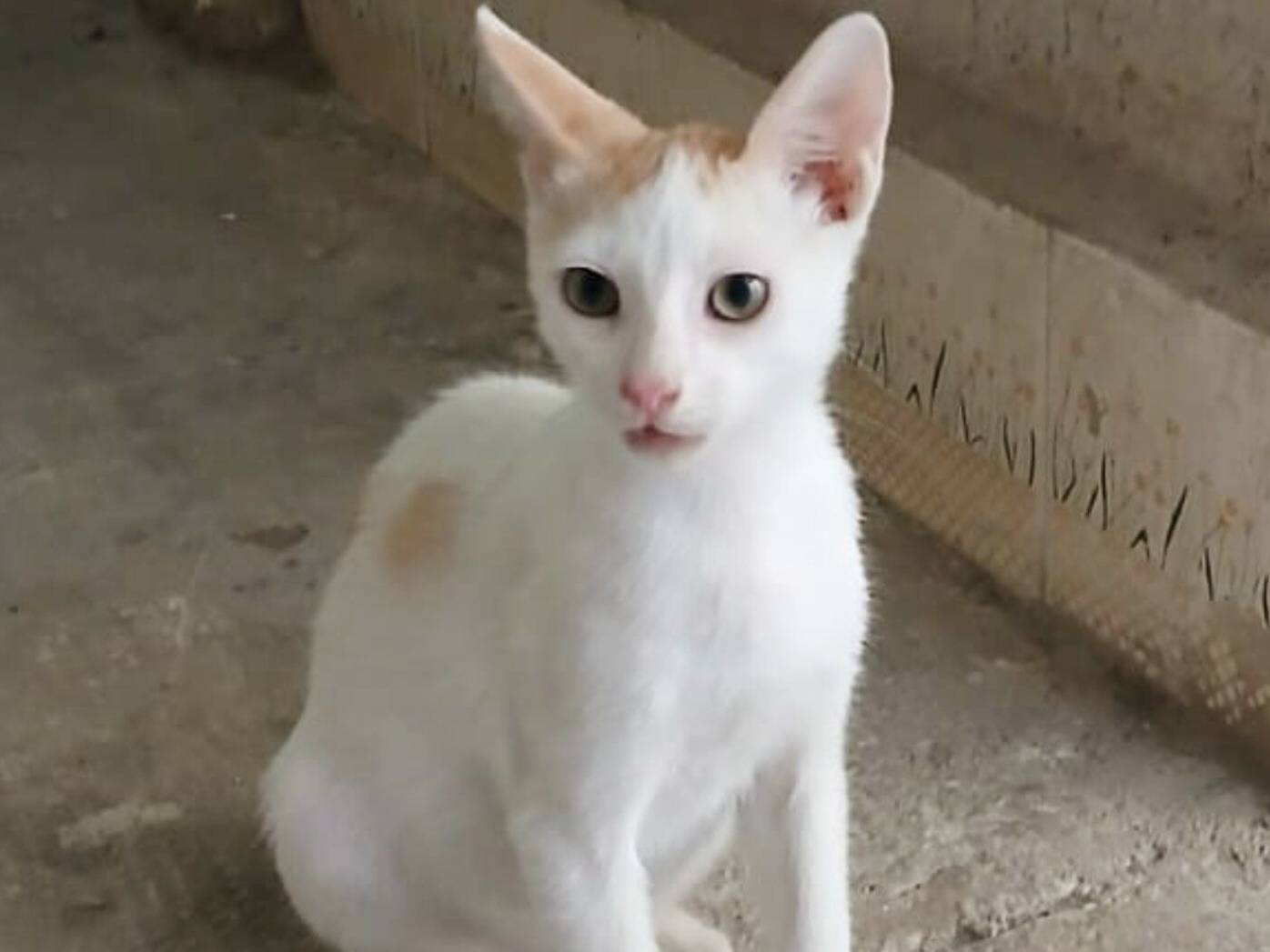 Adozione gatto, maschio, Razza sconosciuta Razza sconosciuta, 5 mesi, taglia non valida, Torino