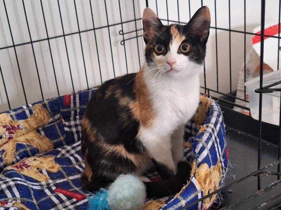 Adozione gatto, femmina, Razza sconosciuta Razza sconosciuta, 5 mesi, taglia non valida, Parma
