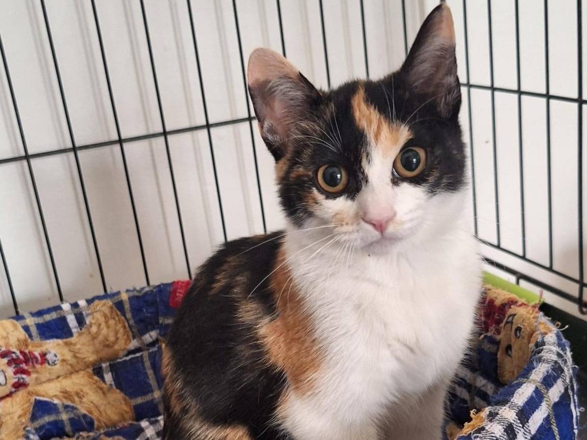 Adotta un gatto, femmina, 5 mesi, Parma