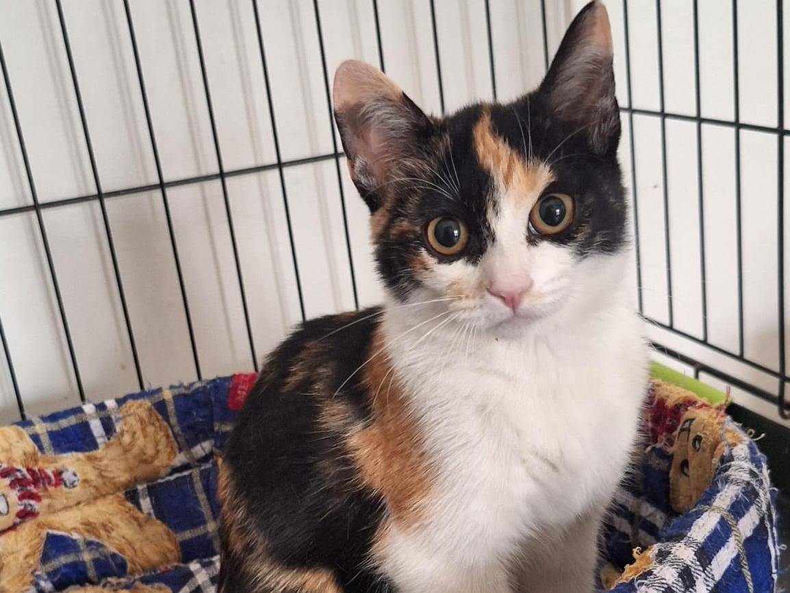 Adotta un gatto, taglia non valida, femmina, Parma
