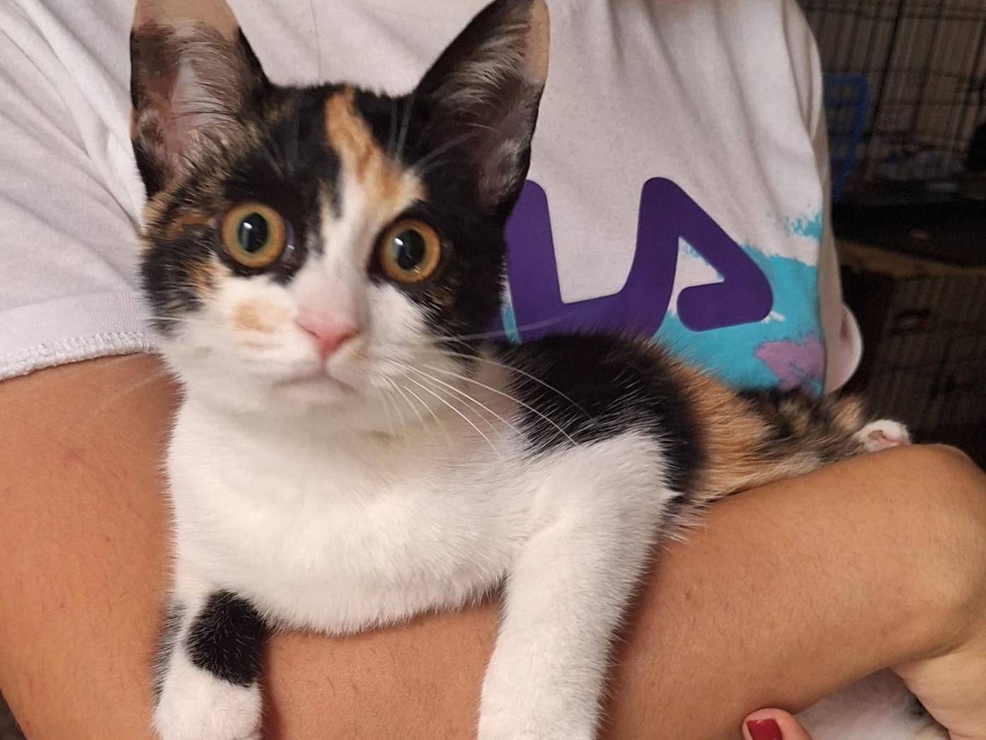 Vuoi adottare un gatto a Parma?