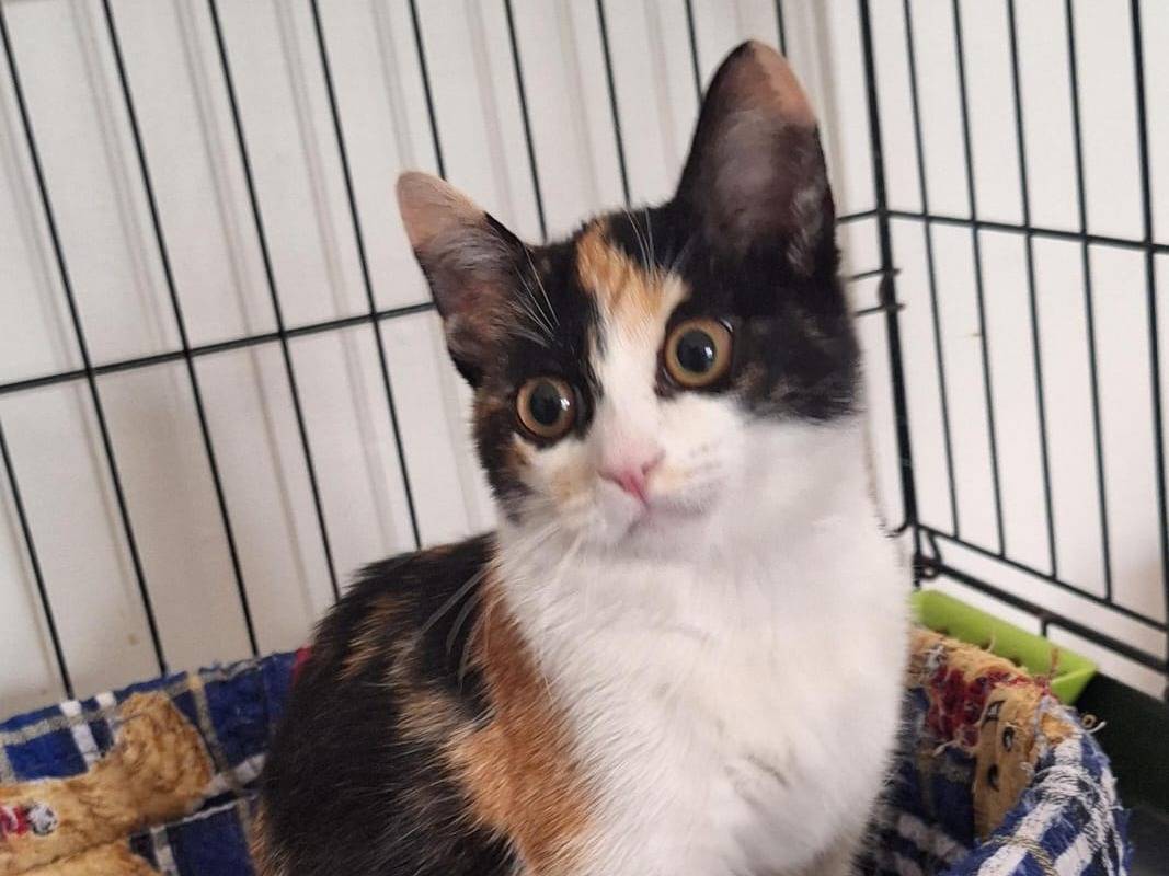 Adotta il gatto Pixel a Parma
