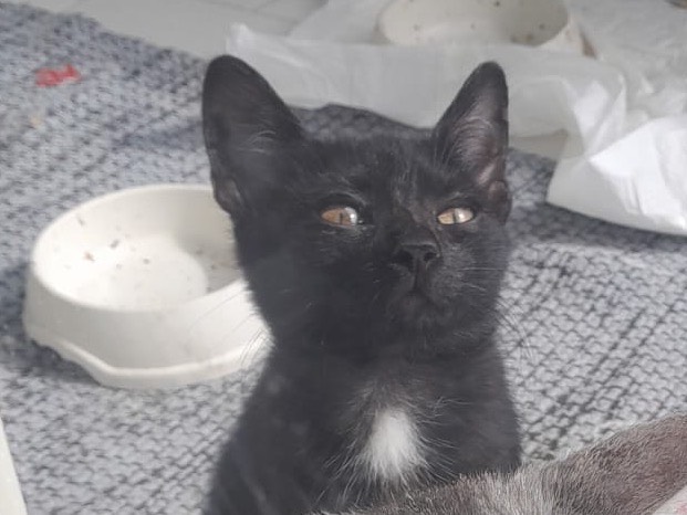 Adozione gatto, femmina, Razza sconosciuta Razza sconosciuta, 2 mesi, taglia non valida, Bologna