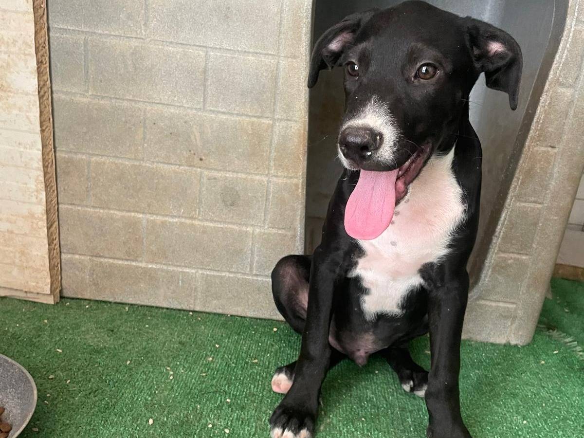 Adozione cane, maschio, Razza sconosciuta Razza sconosciuta, 4 mesi, taglia grande, Frosinone