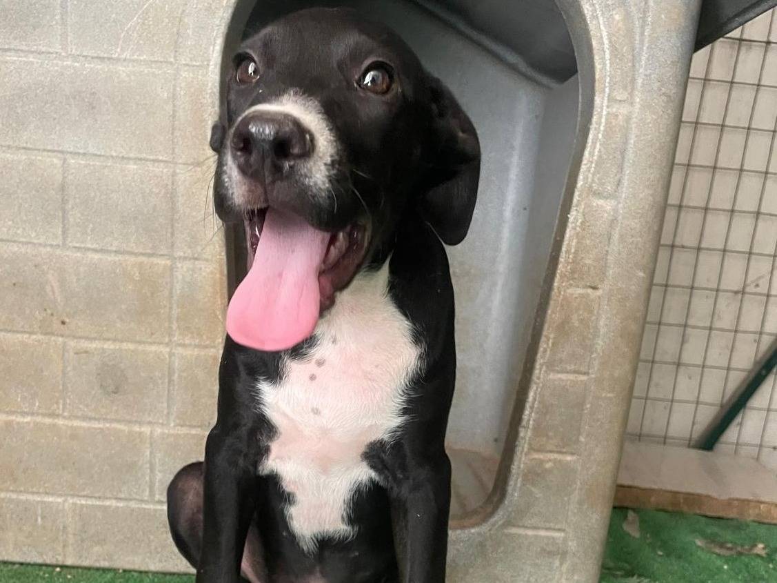 Adotta il cane THOR a Frosinone