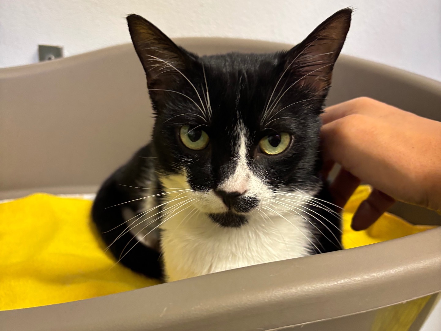 Adozione gatto, maschio, Razza sconosciuta Razza sconosciuta, 1 anno e 6 mesi, taglia non valida, Brescia