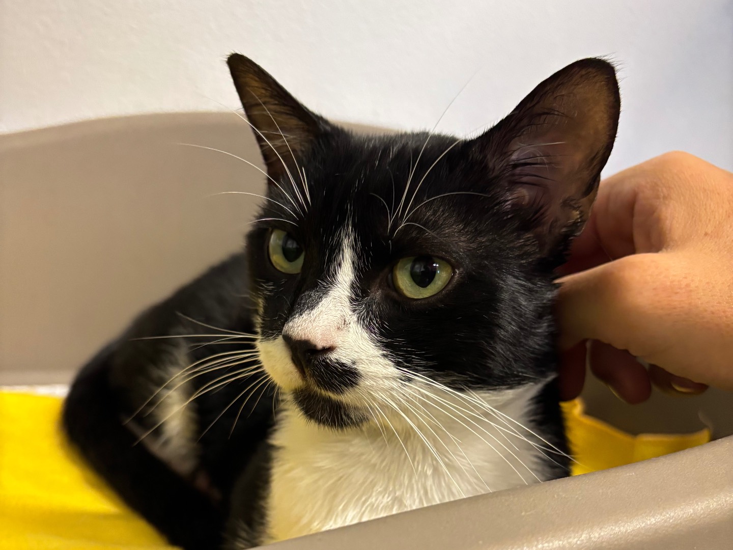 Adotta un gatto, maschio, 1 anno e 6 mesi, Brescia