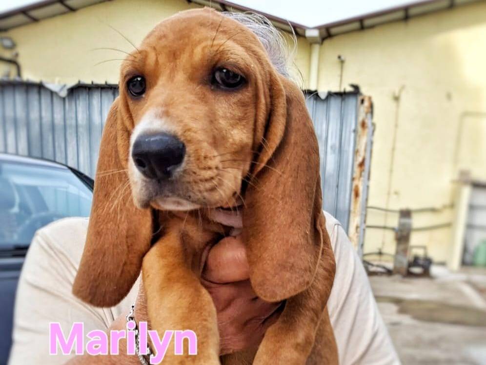 Adozione cane, femmina, Segugio Razza sconosciuta, 2 mesi, taglia media, Crotone