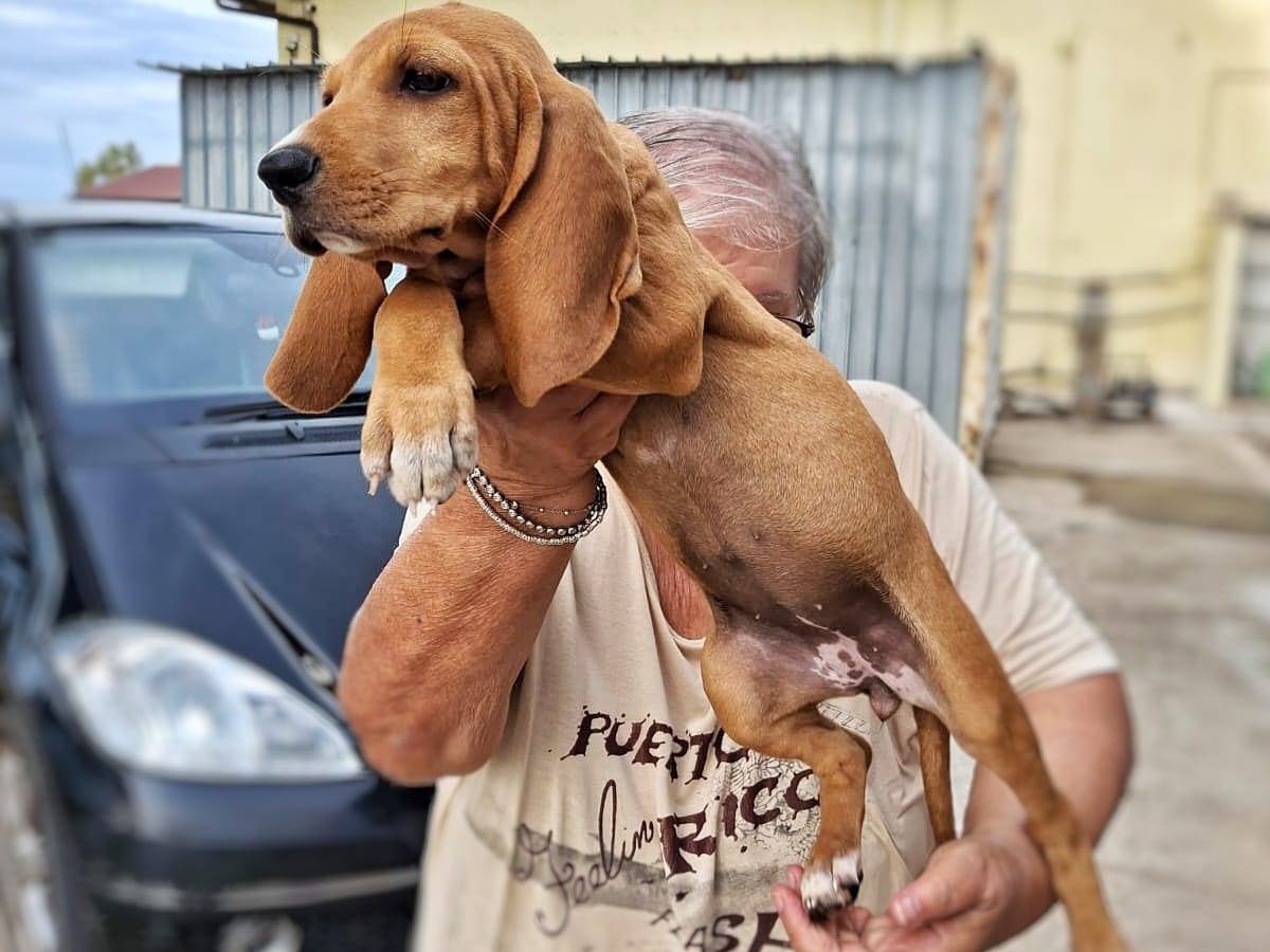Adotta un cane, femmina, 2 mesi, Crotone