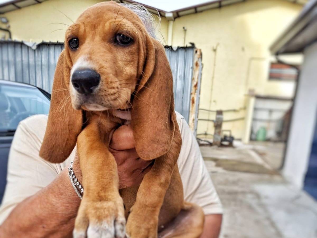 Adotta un cane, taglia media, femmina, Crotone