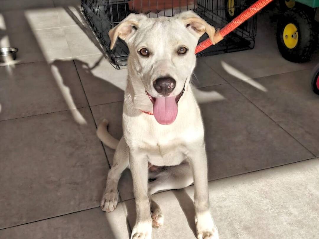 Adotta un cane, femmina, 5 mesi, Crotone