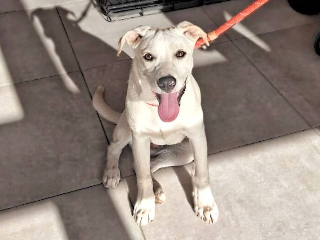Adotta un cane, taglia media, femmina, Crotone