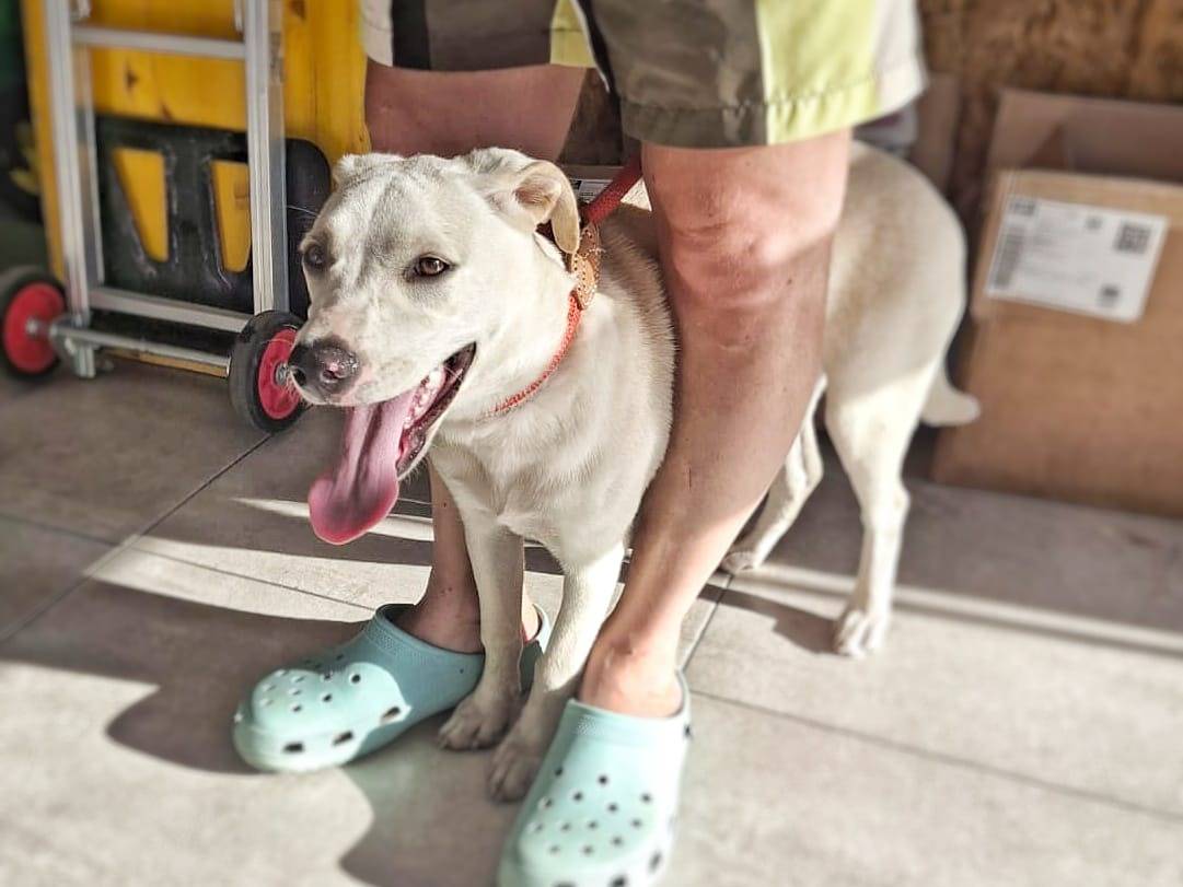 Vuoi adottare un cane a Crotone?
