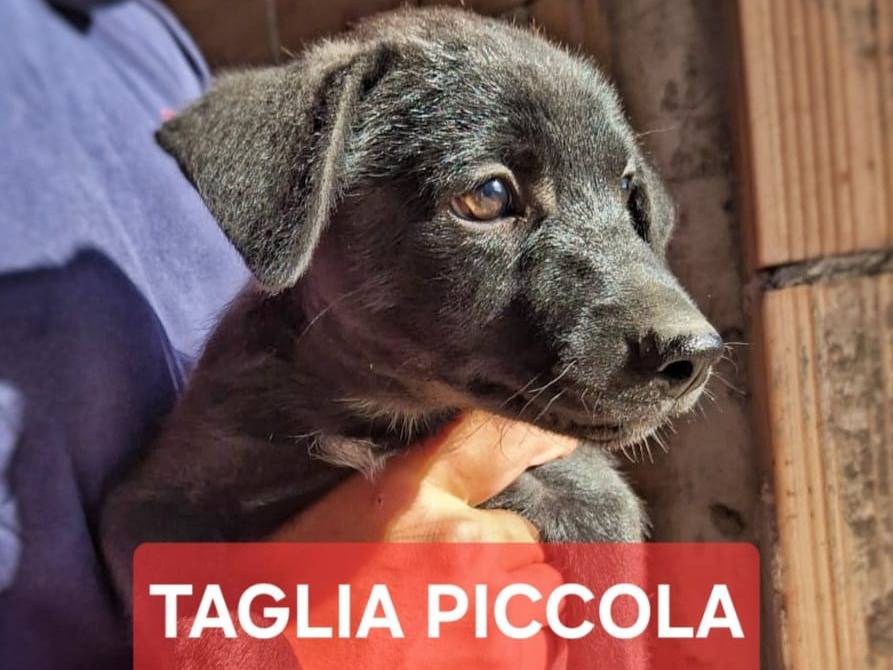 Adozione cane, maschio, Razza sconosciuta Razza sconosciuta, 4 mesi, taglia media contenuta, Crotone