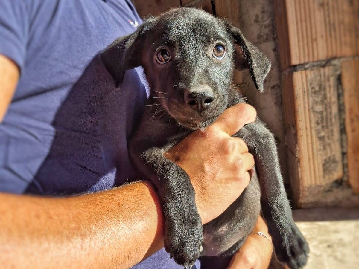 Adotta un cane, maschio, 4 mesi, Crotone