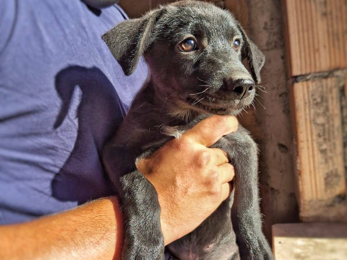 Adotta un cane, taglia media contenuta, maschio, Crotone