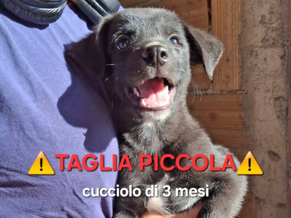 Adozione cane, maschio, Razza sconosciuta Razza sconosciuta, 4 mesi, taglia media contenuta, Crotone