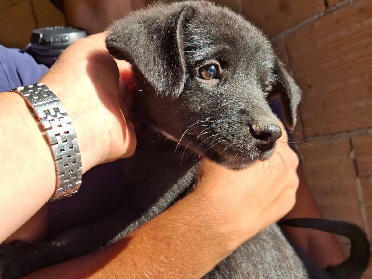 Adotta un cane, maschio, 4 mesi, Crotone