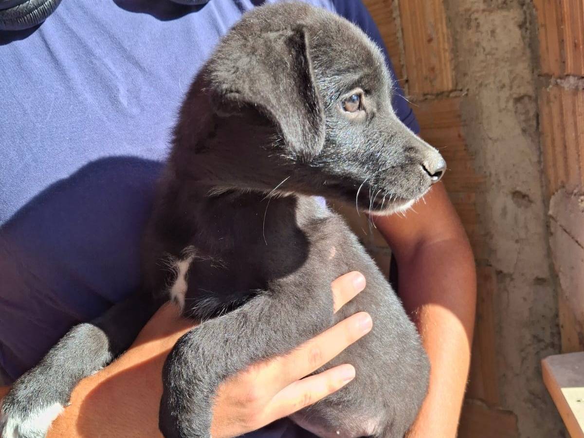 Adotta un cane, taglia media contenuta, maschio, Crotone