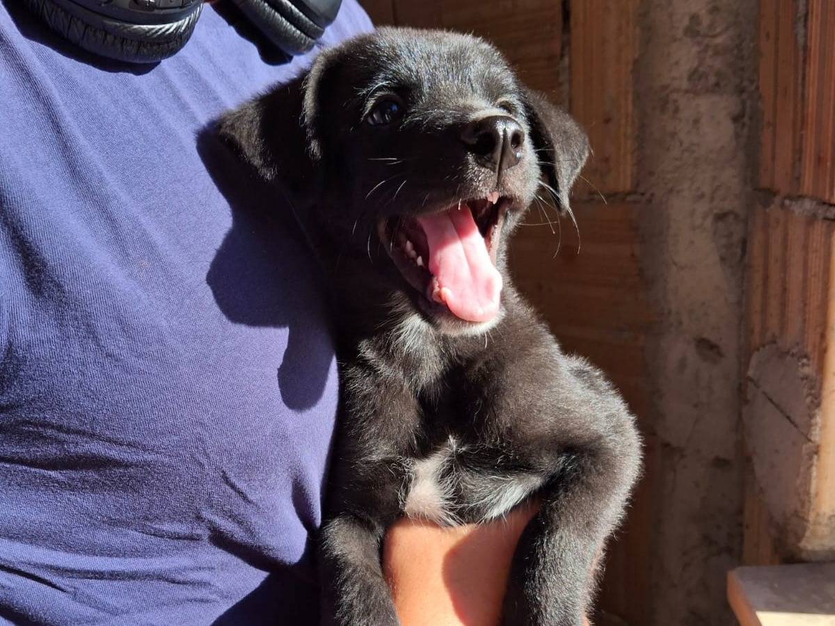 Vuoi adottare un cane a Crotone?