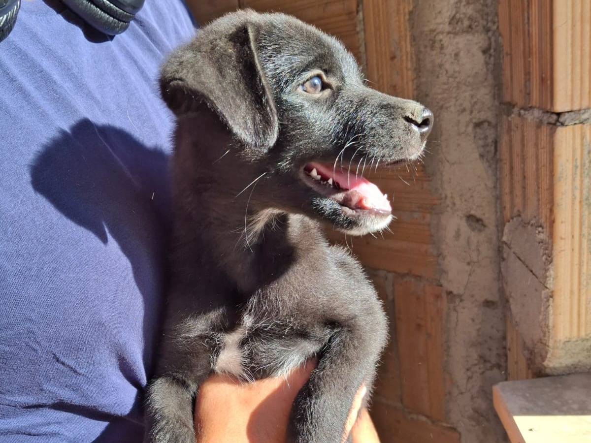 Adotta il cane Martin a Crotone