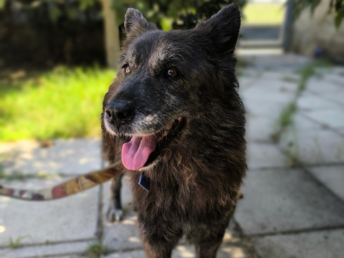 Adozione cane, femmina, Razza sconosciuta Razza sconosciuta, 10 anni e 3 mesi, taglia media, Napoli