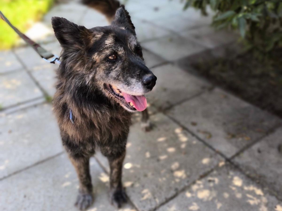 Adotta un cane, taglia media, femmina, Napoli