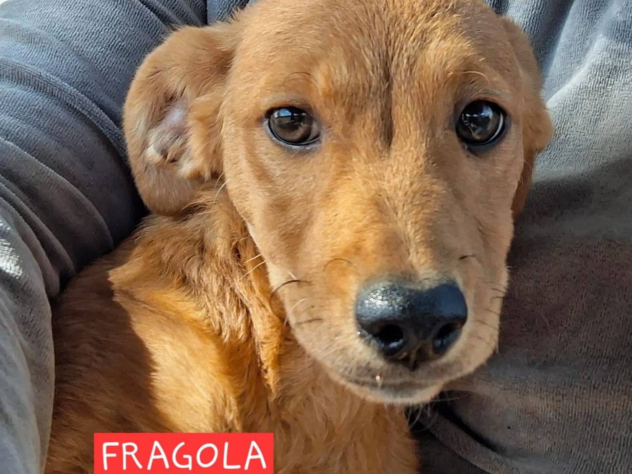 Adozione cane, femmina, Pinscher Razza sconosciuta, 4 mesi, taglia piccola, Crotone