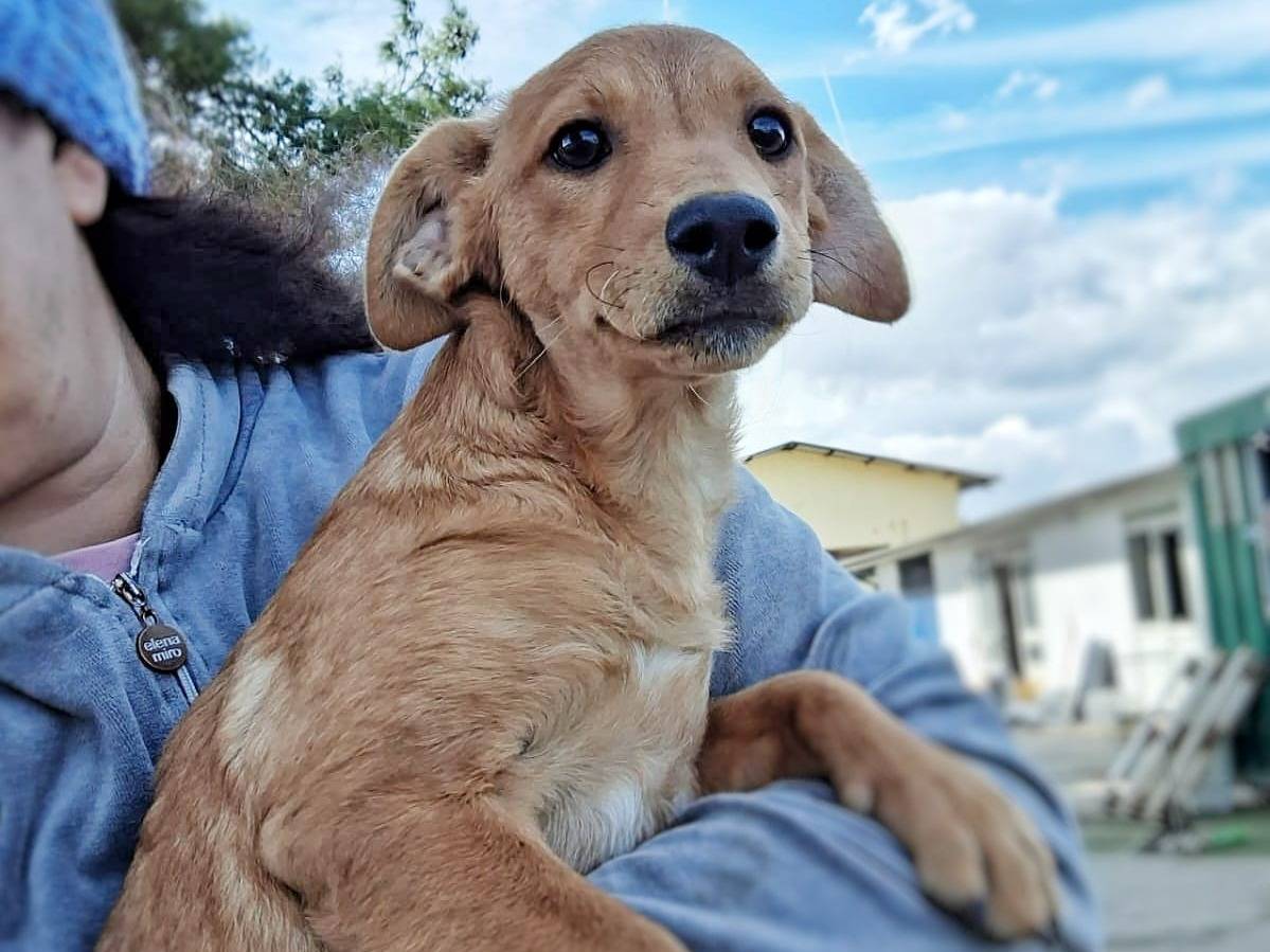 Adotta un cane, femmina, 4 mesi, Crotone