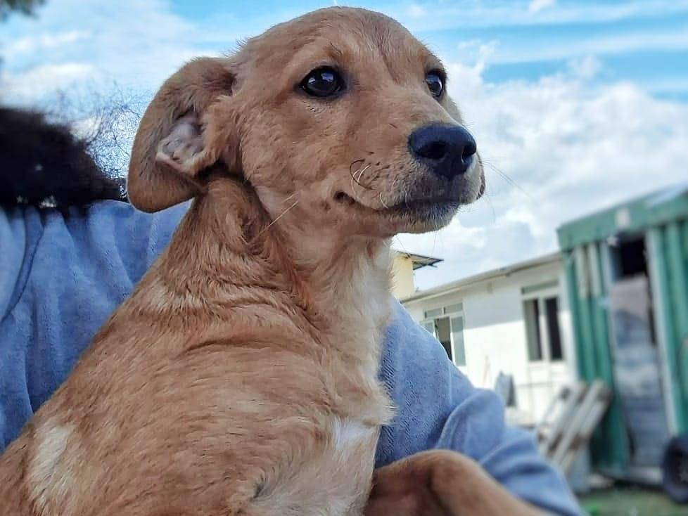 Adotta un cane, taglia piccola, femmina, Crotone