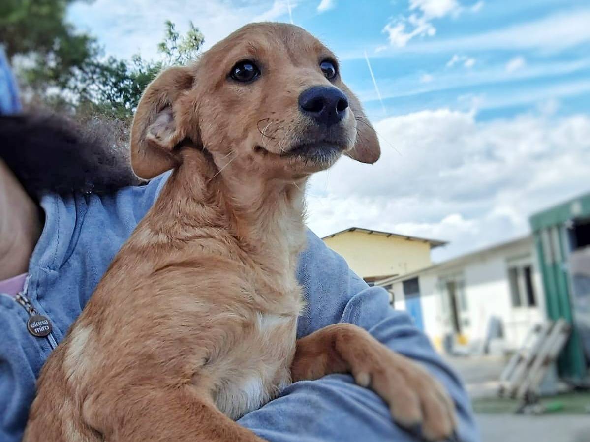 Vuoi adottare un cane a Crotone?