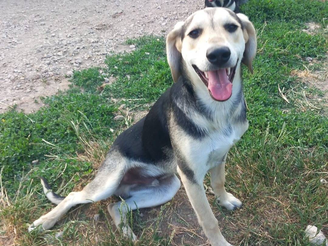 Adozione cane, maschio, Razza sconosciuta Razza sconosciuta, 10 mesi, taglia media, Caserta