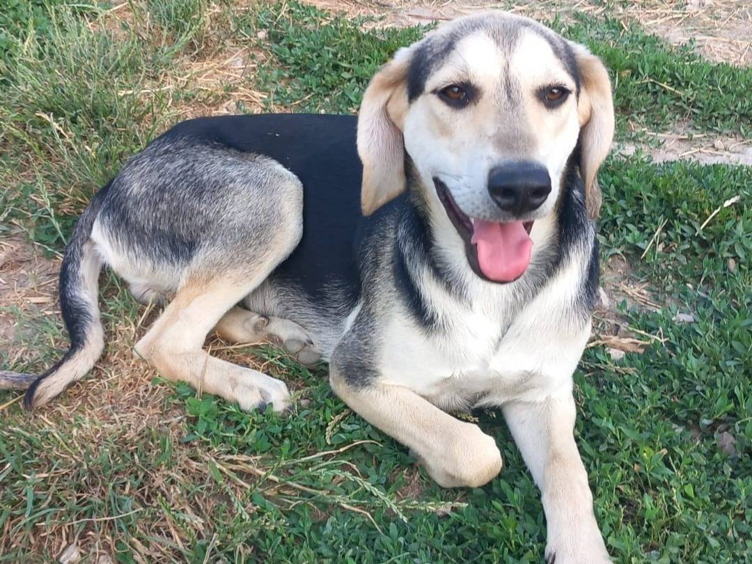 Adotta un cane, maschio, 10 mesi, Caserta