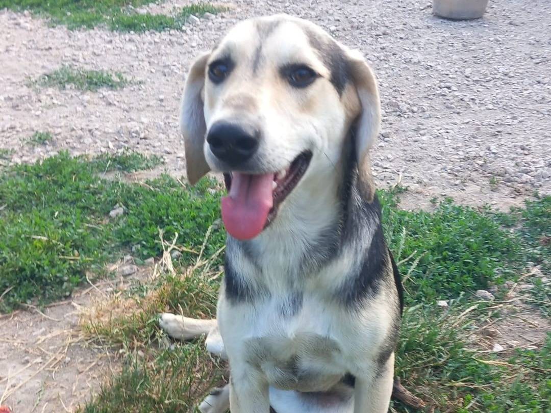Adotta un cane, taglia media, maschio, Caserta