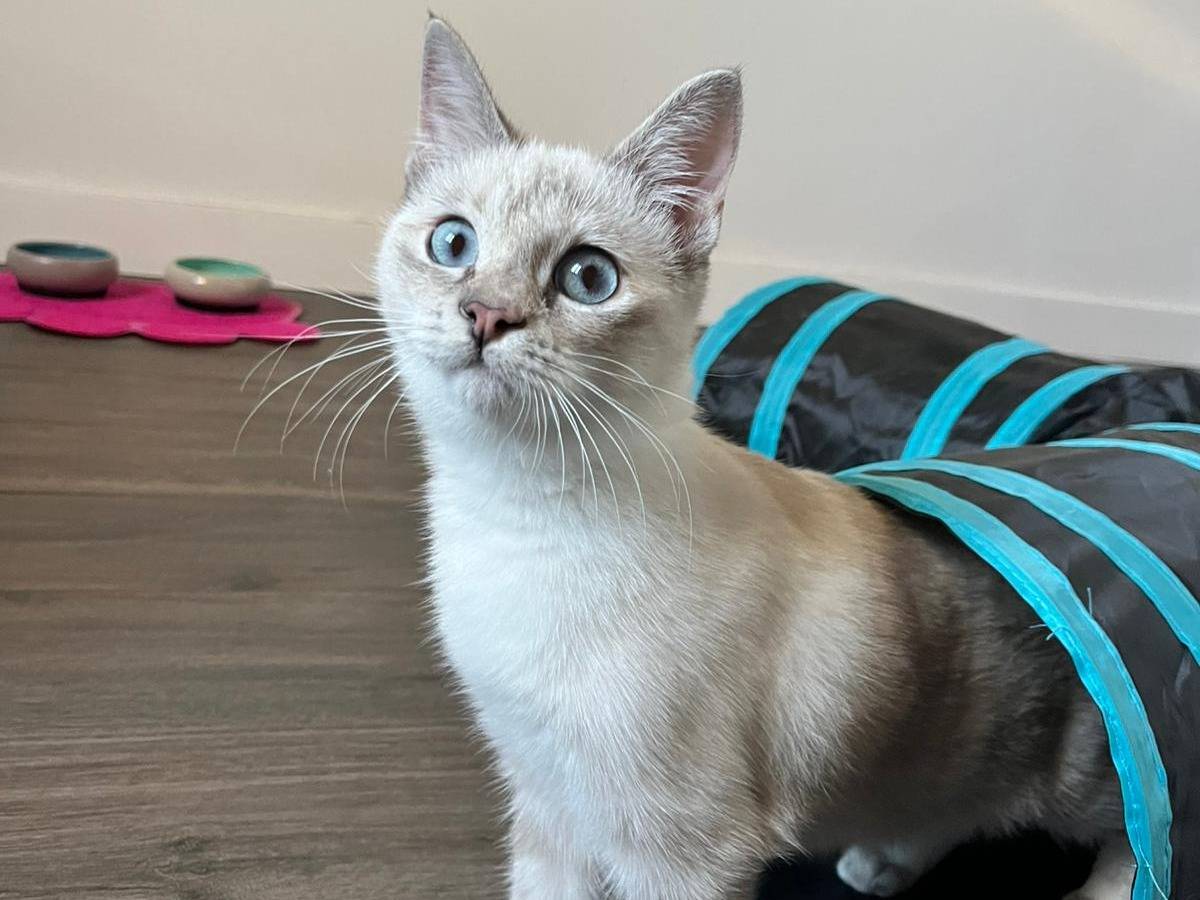 Adozione gatto, femmina, Razza sconosciuta Razza sconosciuta, 5 mesi, taglia non valida, Firenze