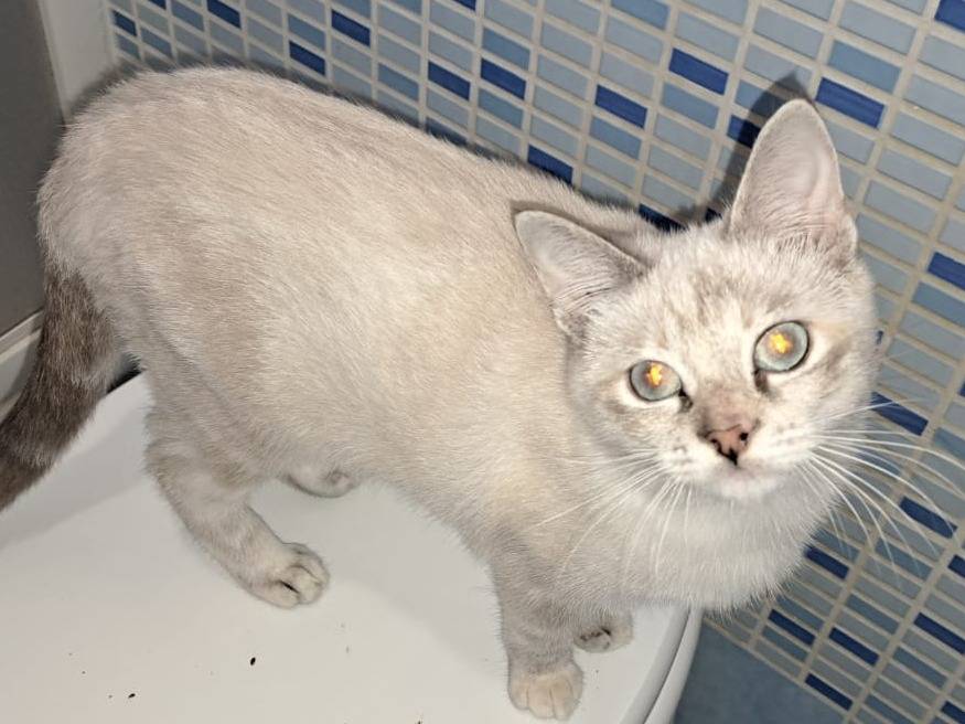 Adotta un gatto, femmina, 5 mesi, Firenze