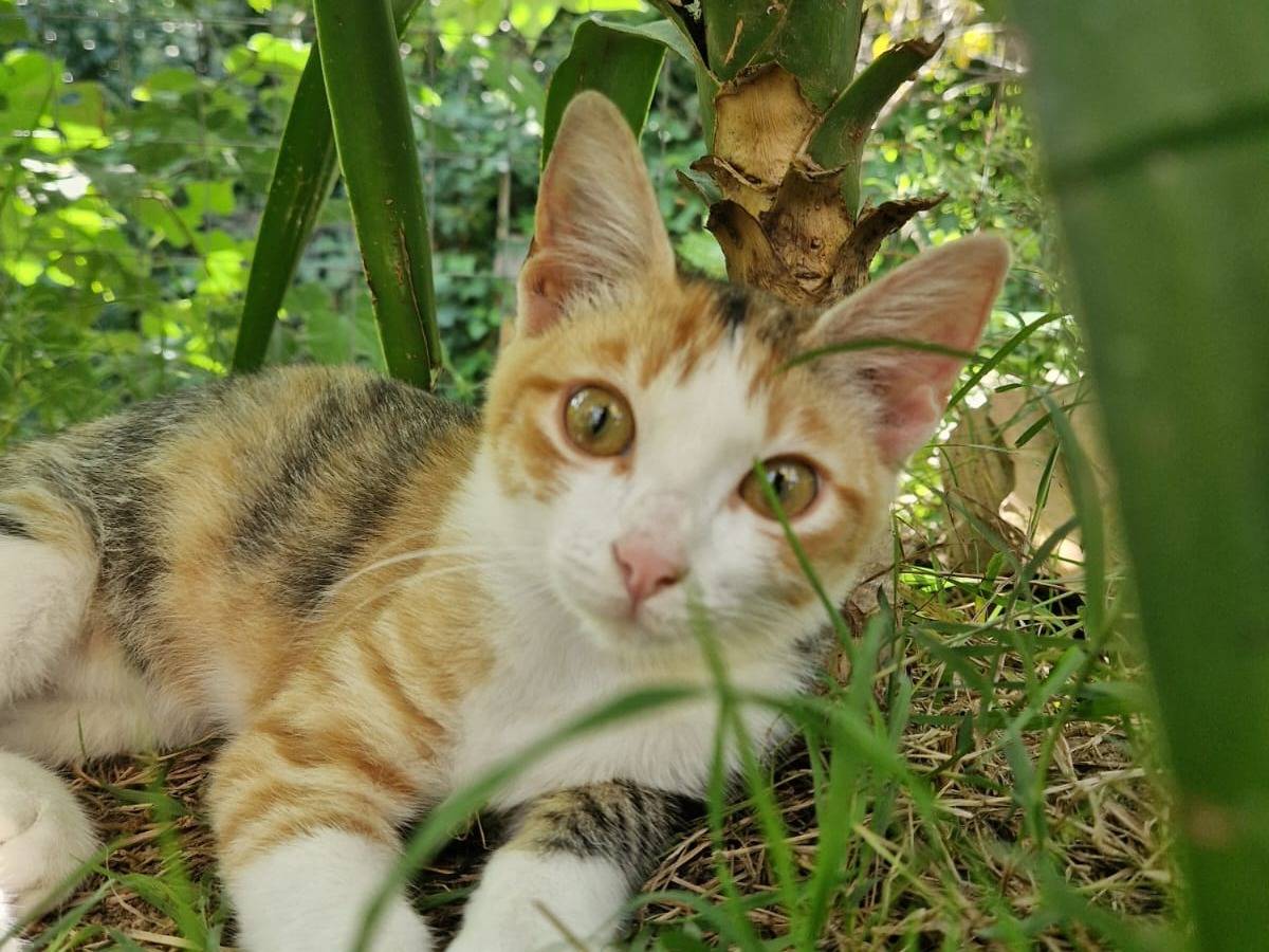 Vuoi adottare un gatto a Frosinone?
