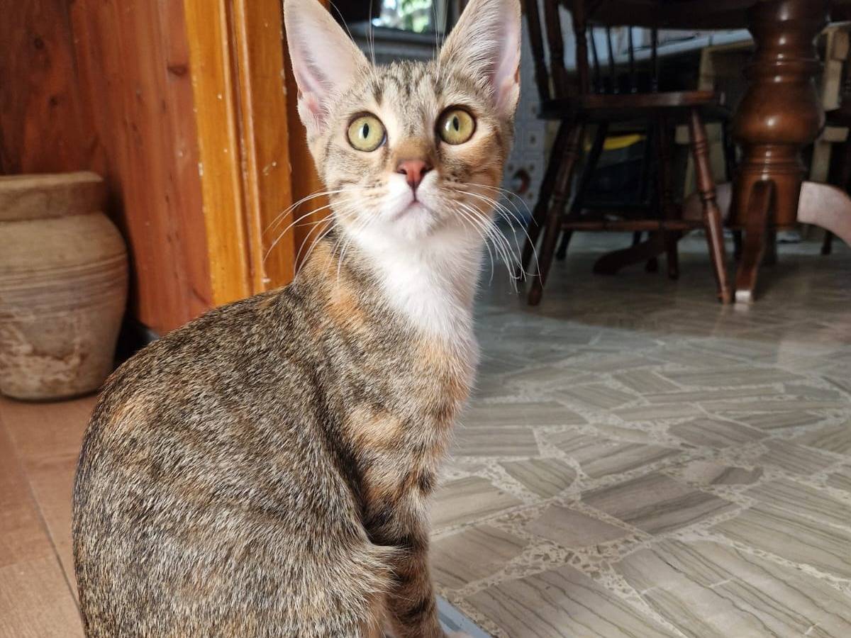 Adozione gatto, femmina, Razza sconosciuta Razza sconosciuta, 5 mesi, taglia non valida, Frosinone