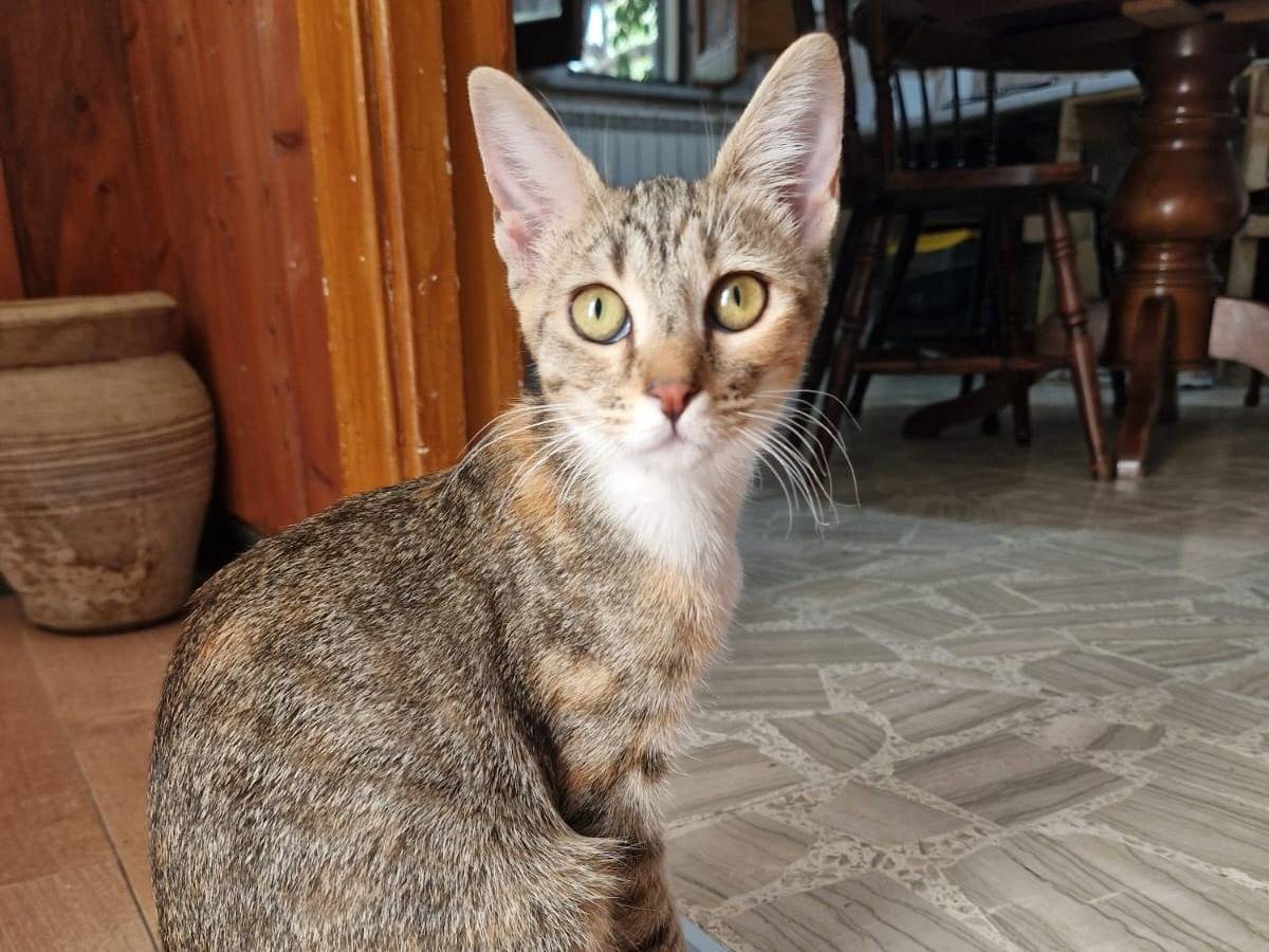 Adotta un gatto, femmina, 5 mesi, Frosinone