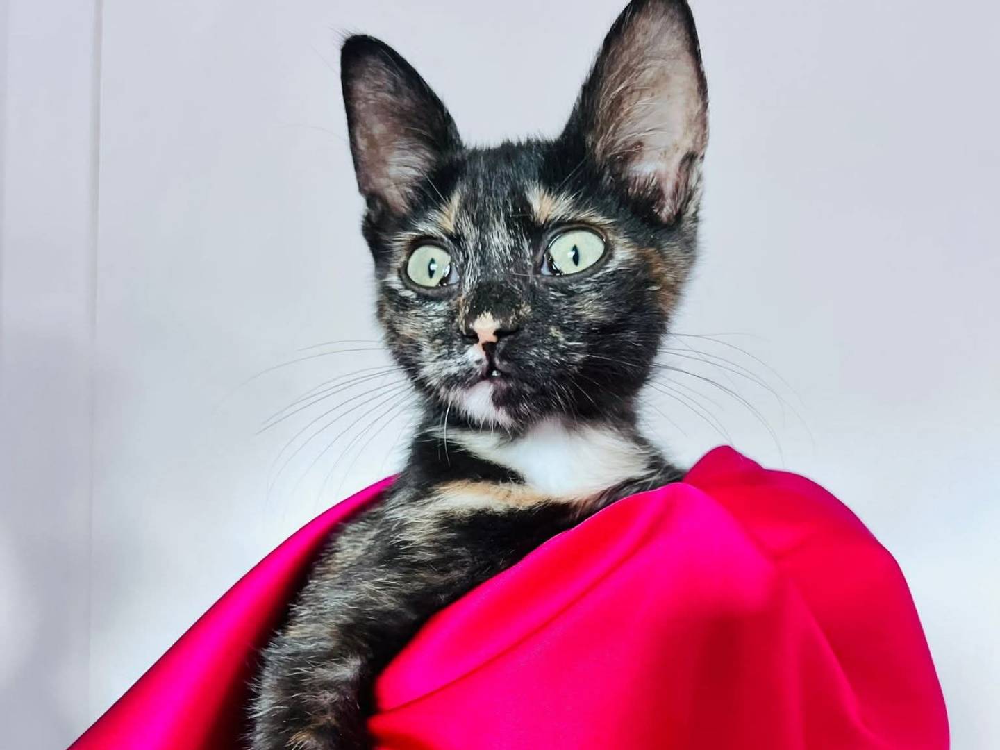 Adozione gatto, femmina, Razza sconosciuta Razza sconosciuta, 2 mesi, taglia non valida, Bari