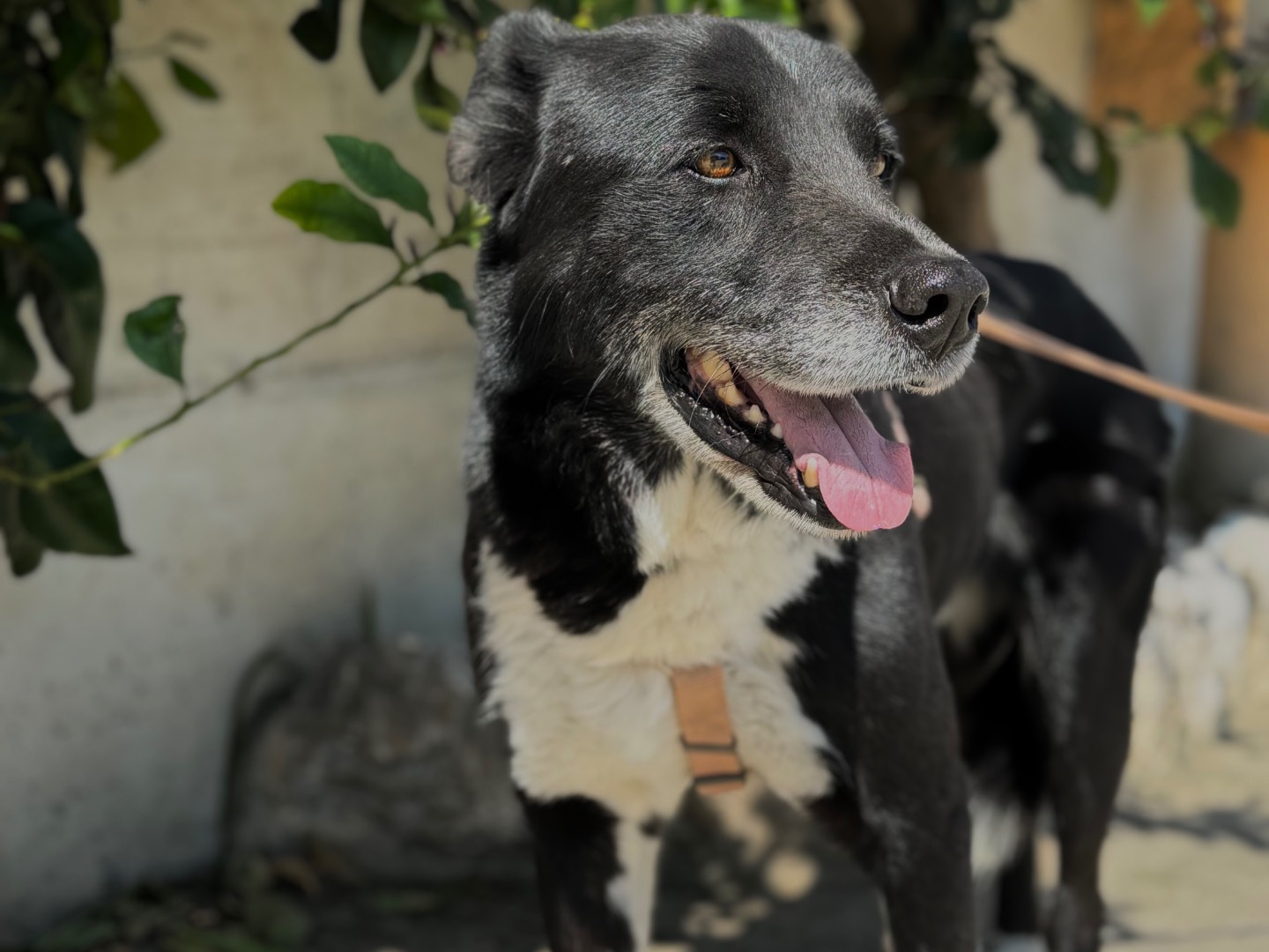 Adozione cane, maschio, Razza sconosciuta Razza sconosciuta, 7 anni e 7 mesi, taglia grande, Napoli