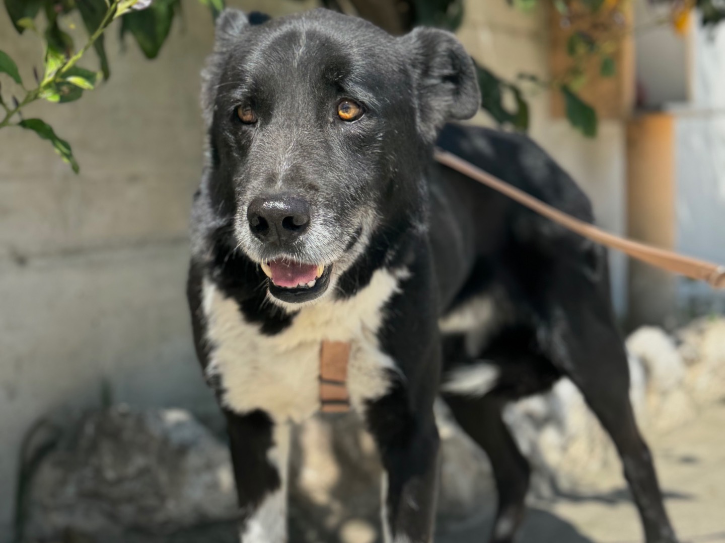 Adotta un cane, maschio, 7 anni e 7 mesi, Napoli