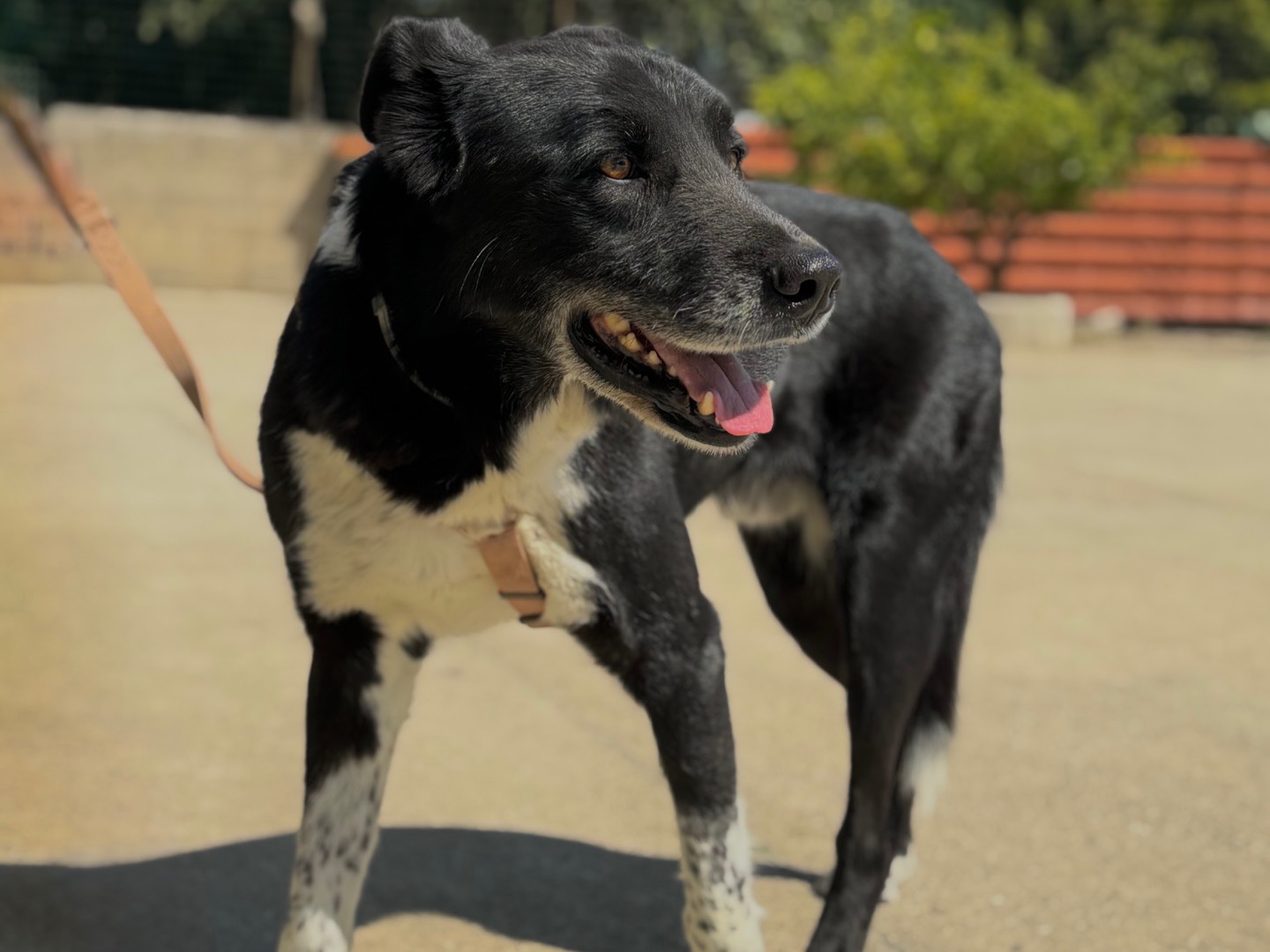 Adotta un cane, taglia grande, maschio, Napoli