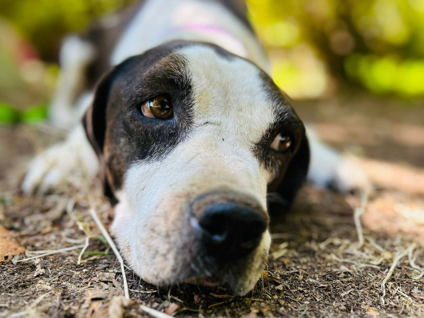 Adotta un cane, femmina, 5 anni e 1 mese, Caserta