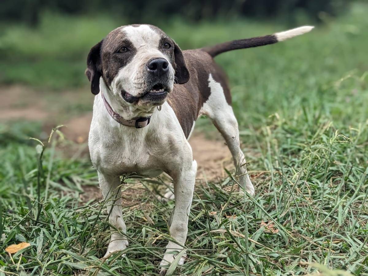 Adotta un cane, taglia media, femmina, Caserta