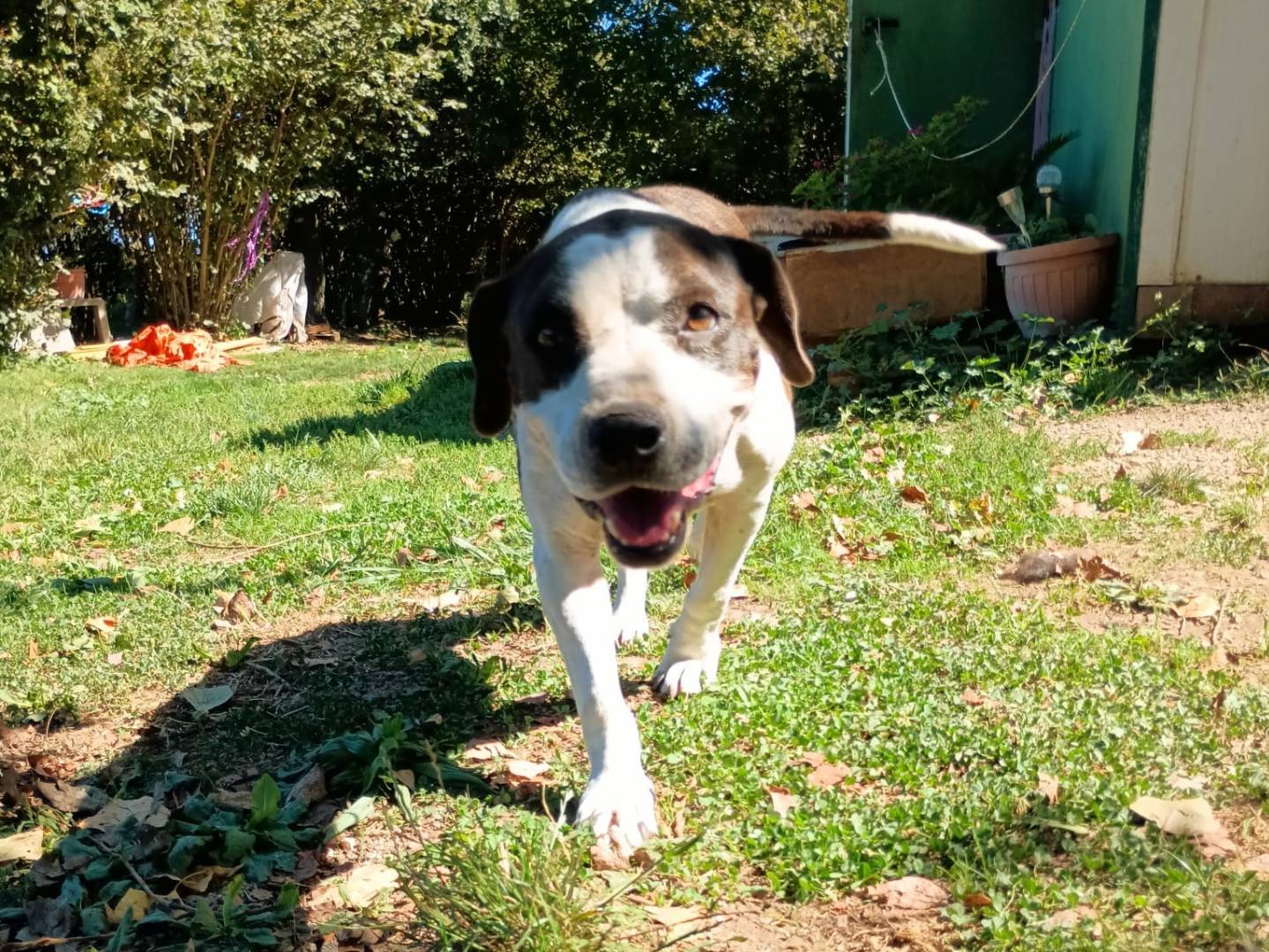 Adotta il cane LEA a Caserta