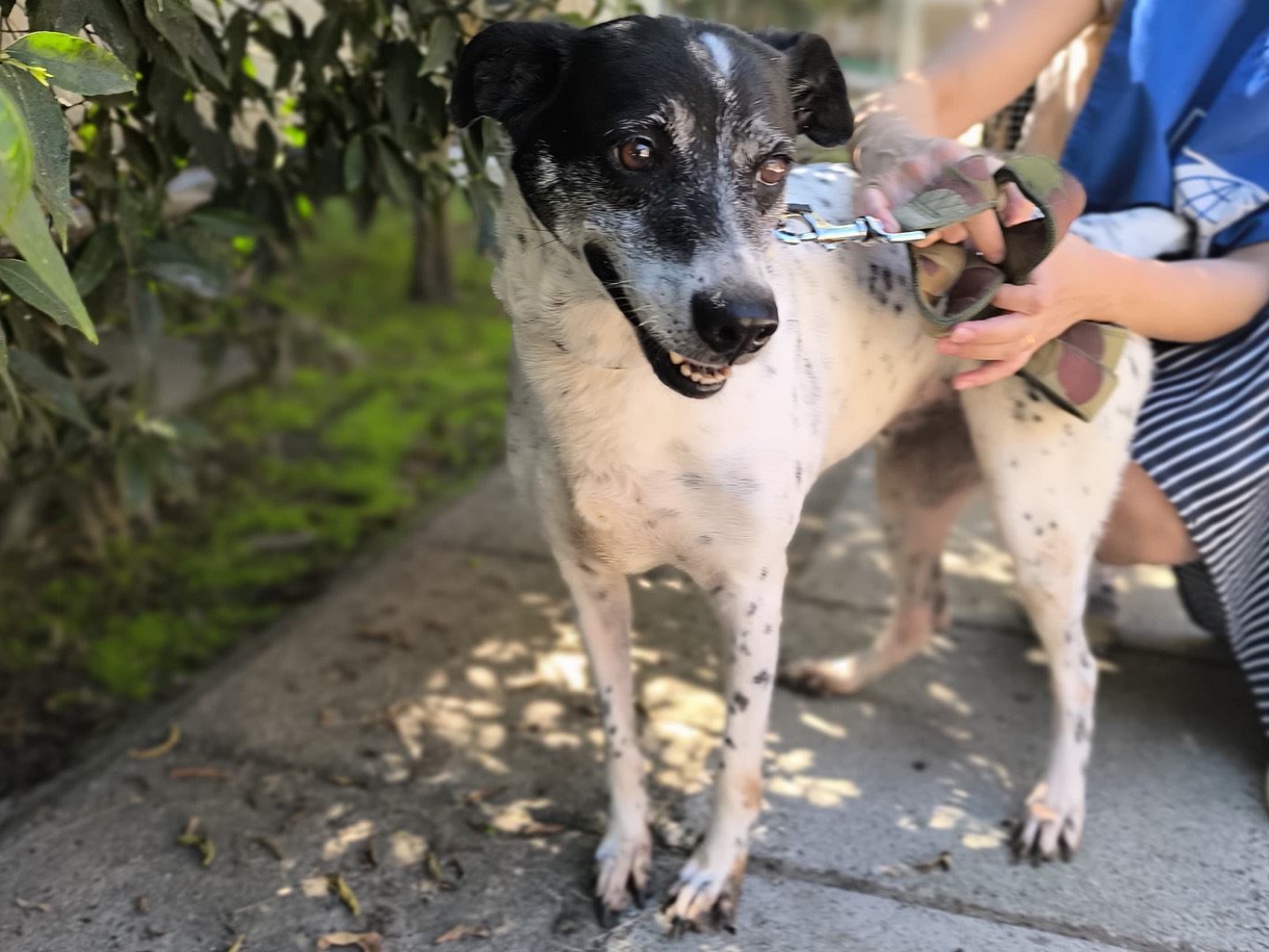 Adozione cane, femmina, Razza sconosciuta Razza sconosciuta, 9 anni e 4 mesi, taglia media, Napoli