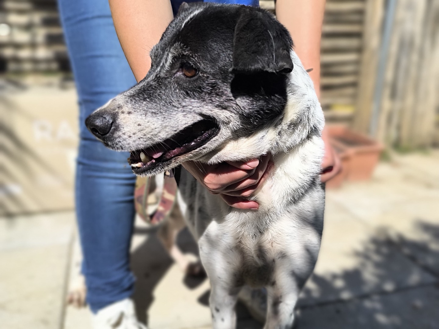 Adotta un cane, femmina, 9 anni e 4 mesi, Napoli