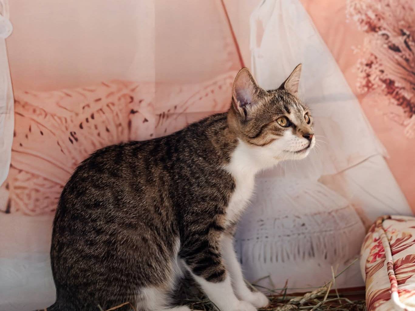 Adozione gatto, femmina, Razza sconosciuta Razza sconosciuta, 5 mesi, taglia non valida, Bari